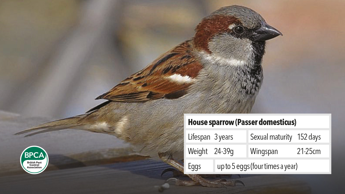 Controling and managing pest House sparrow Passer domesticus Controling and managing pest House sparrow Passer domesticus
